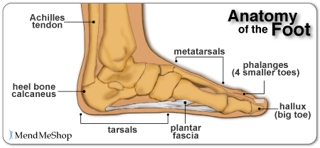 Plantar and foot - the bursa can become inflamed with bursitis