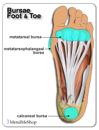 Plantar and foot anatomy - bursae can become inflamed with bursitis