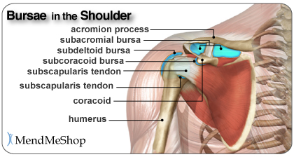 Subdeltoid, subacromial, subscapularis and subcoracoid bursae in the shoulder